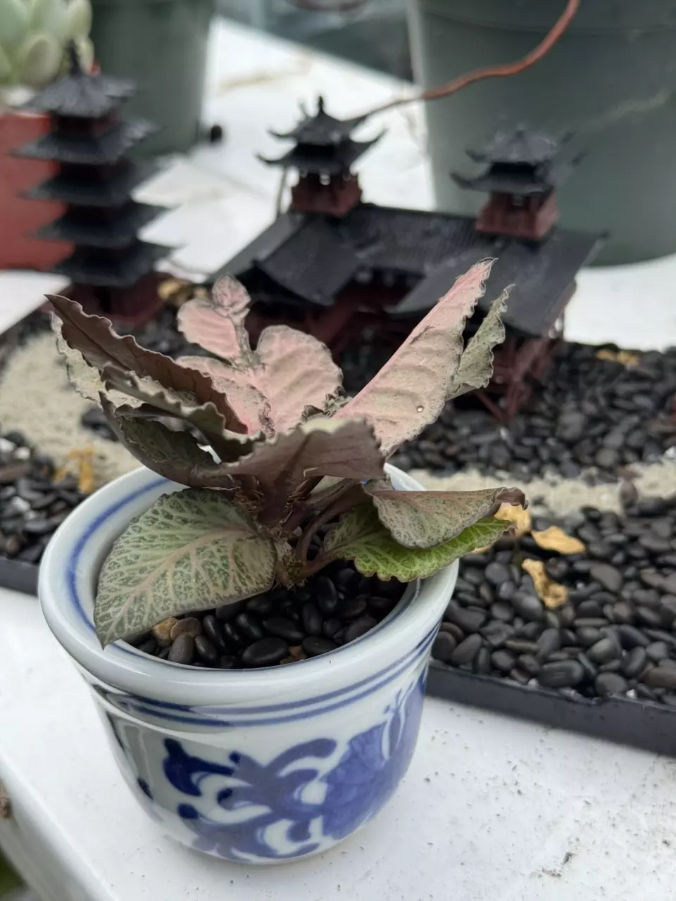 plant/Euphorbia francoisii HYBRID-3