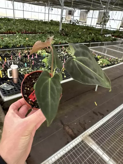 plant/Anthurium Besseae aff x forgetii 4” pot growers choice-4-thumbnail