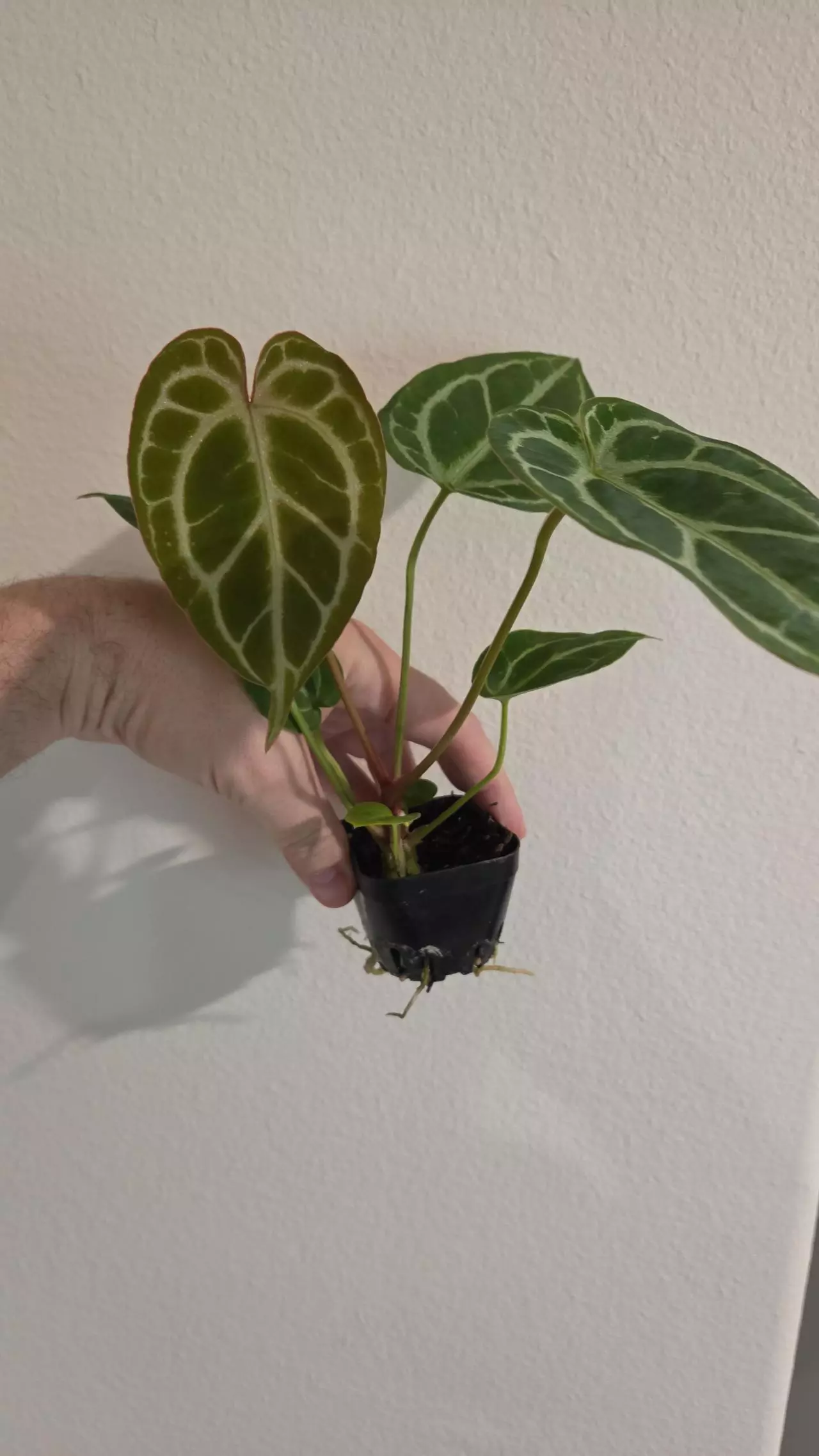 plant/Anthurium (BriellexZara) x (Cinnamon Swirl x Tim's Black) *Growers Choice*-1