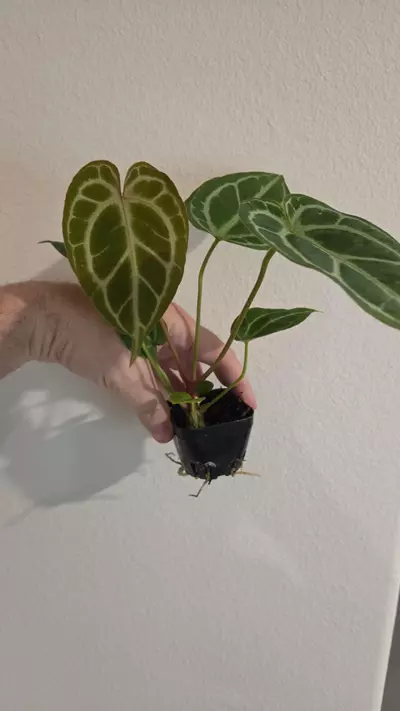plant/Anthurium (BriellexZara) x (Cinnamon Swirl x Tim's Black) *Growers Choice*-1-thumbnail
