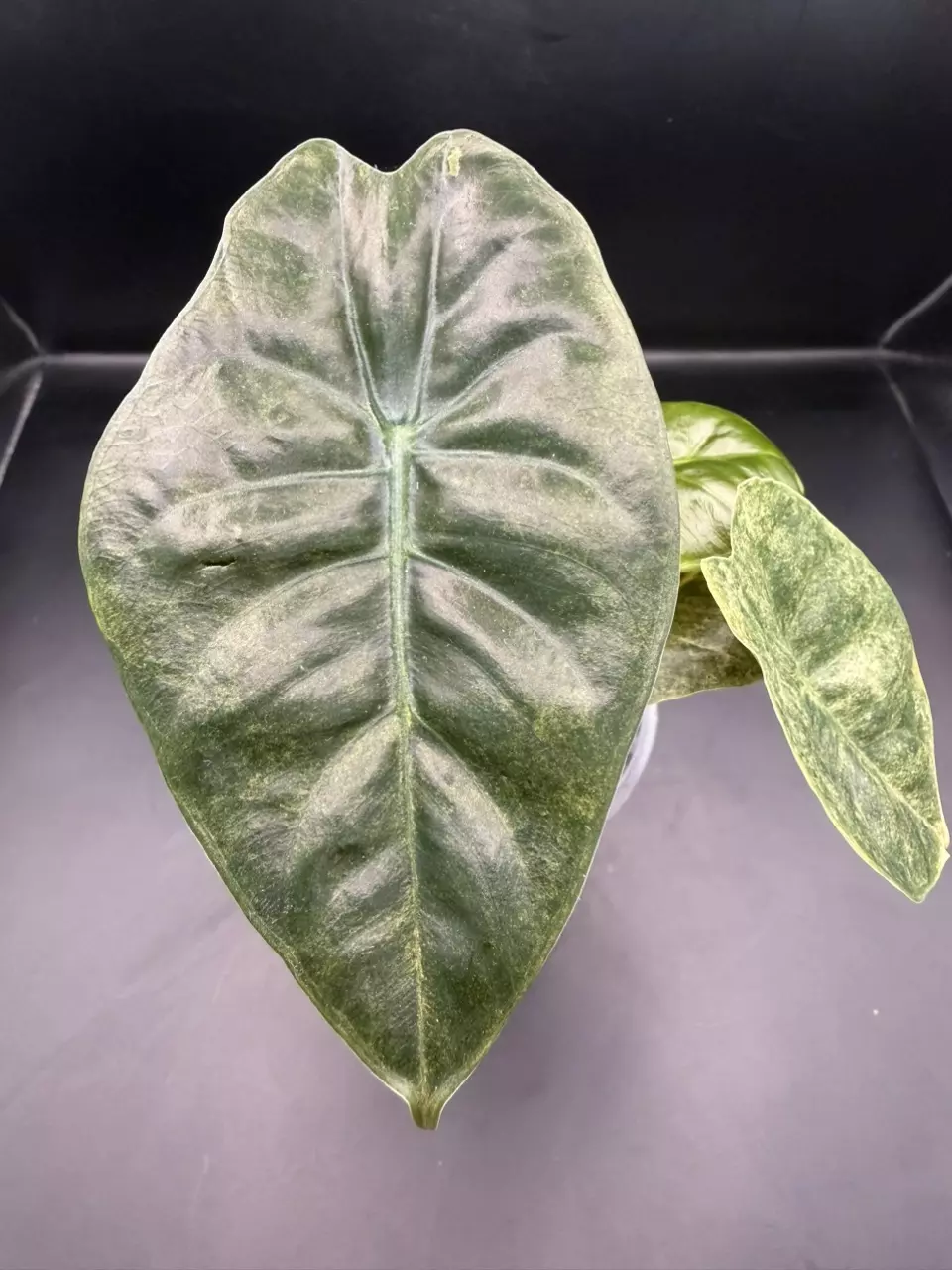 plant/Alocasia Variegated Golden Bone-0