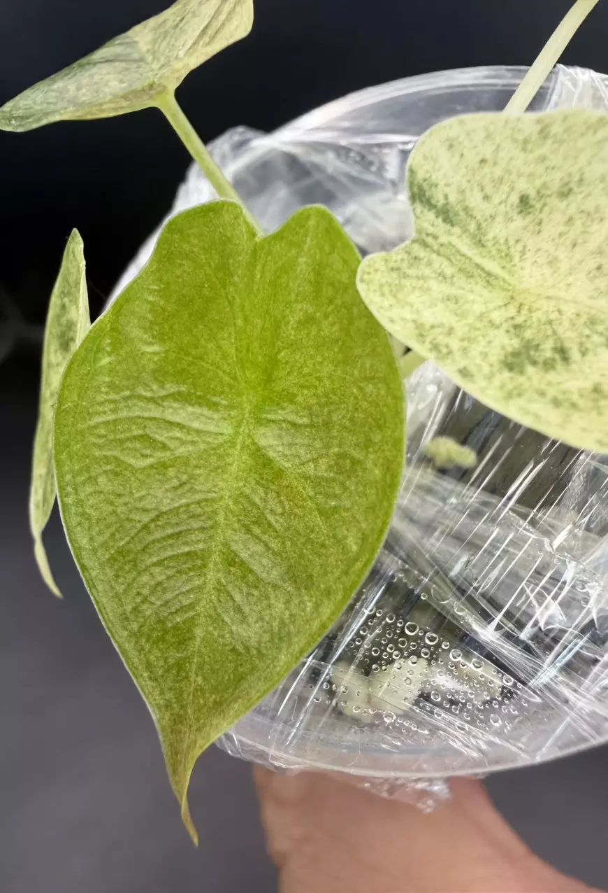 plant/Alocasia Variegated Golden Bone-1