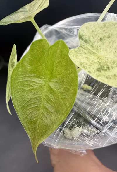 plant/Alocasia Variegated Golden Bone-1-thumbnail