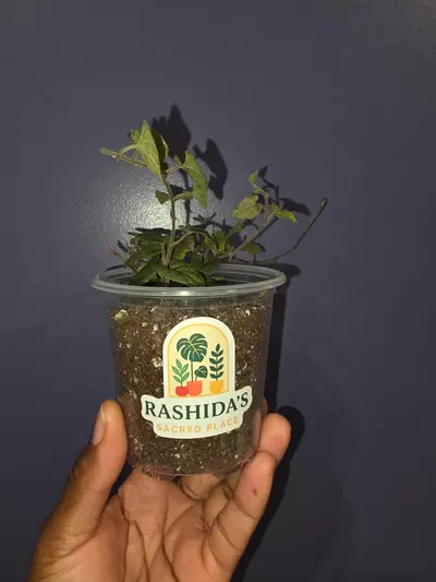 plant/Piper 'Silver Flecks'-1-thumbnail