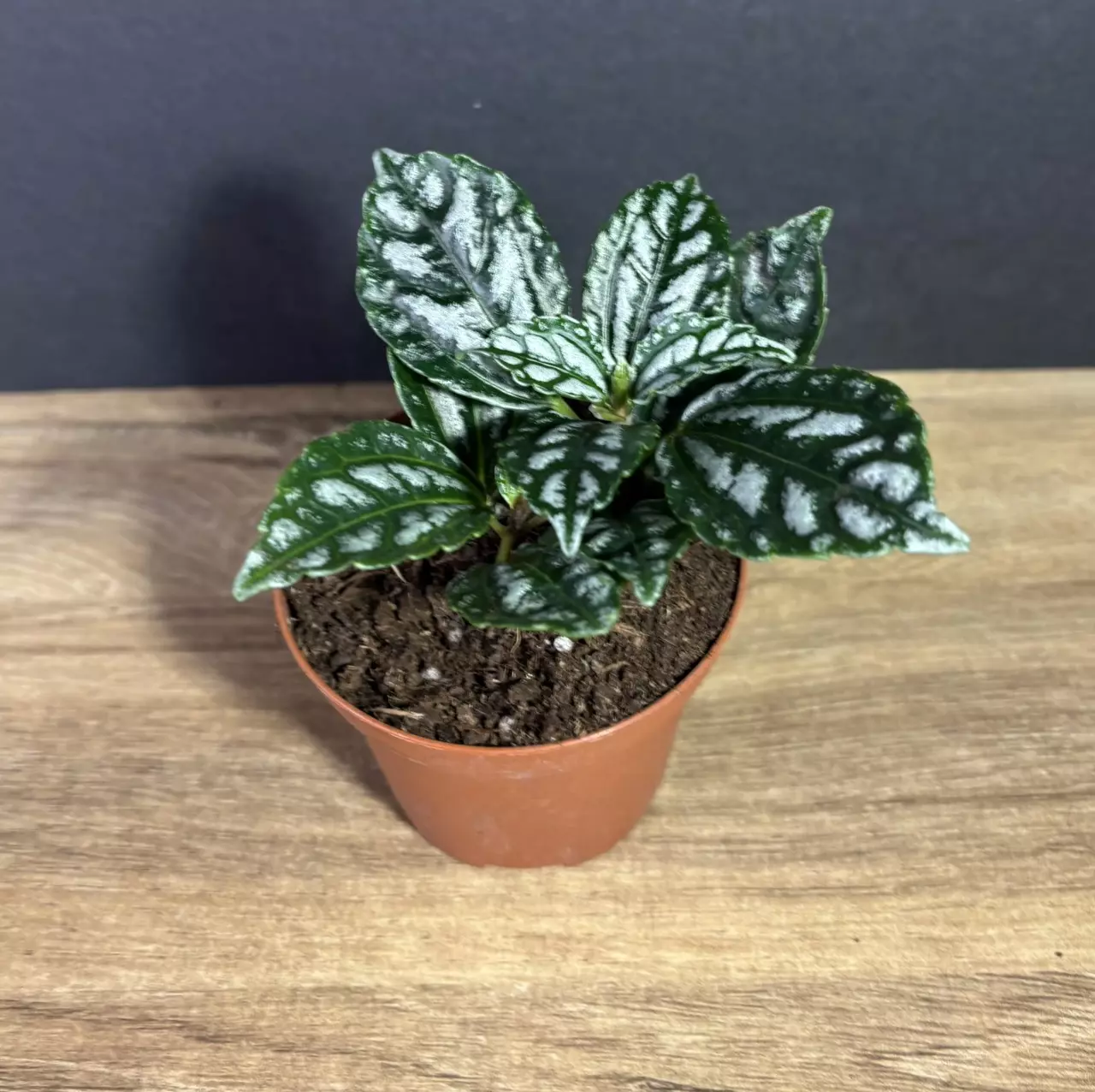 plant/Pilea Cadierei - Aluminum Plant 3” -  grower’s choice-0