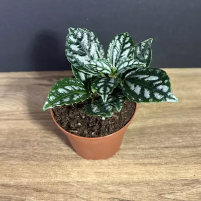 plant/Pilea Cadierei - Aluminum Plant 3” -  grower’s choice-0-thumbnail
