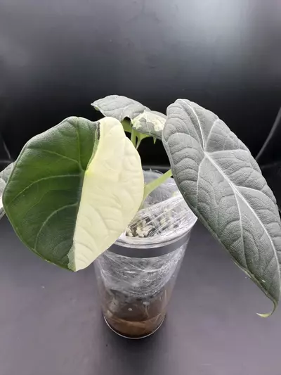 plant/Alocasia Maharani Albo (from Corm)-0-thumbnail