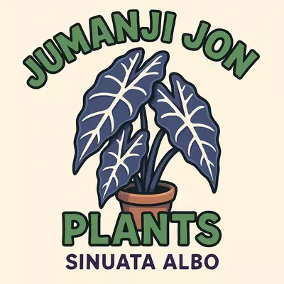 plant/Alocasia Sinuata Albo TC-0-thumbnail
