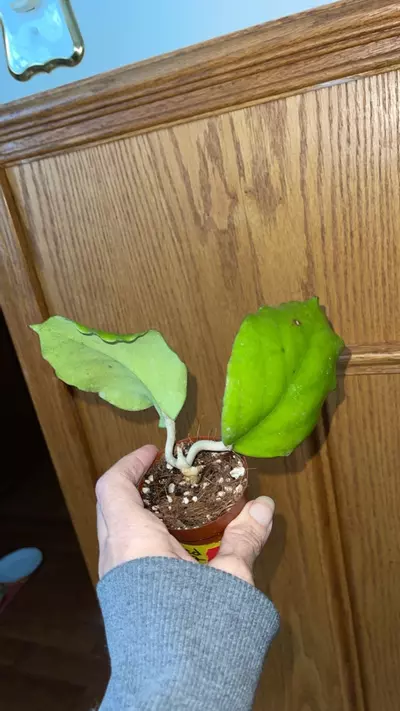 plant/137 Seed 002-0-thumbnail