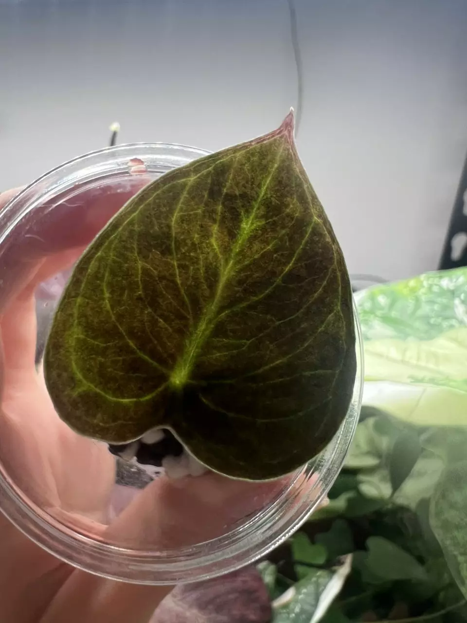 plant/Aurea sedenii-2