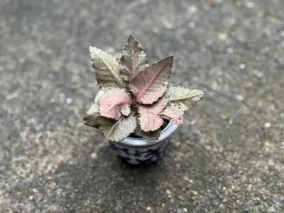 plant/Euphorbia francoisii HYBRID-1-thumbnail