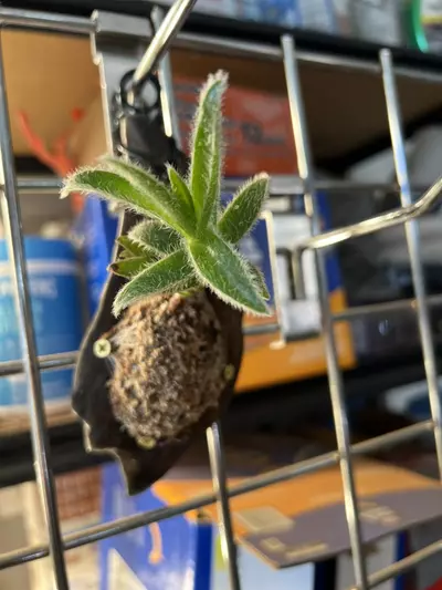 plant/Tradescantia Somaliensis on driftwood-0-thumbnail