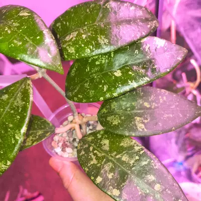 plant/Large trellised Hoya Ko Chang Island-1-thumbnail