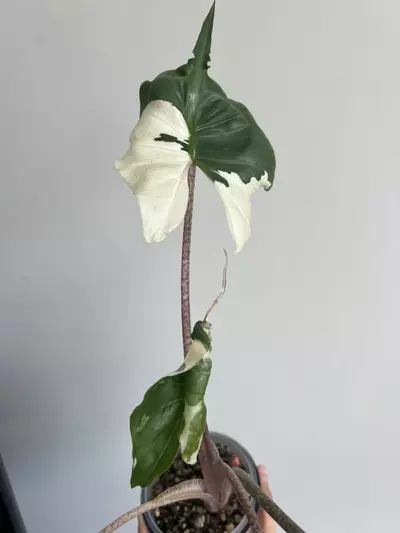 plant/Stingray albo-3-thumbnail