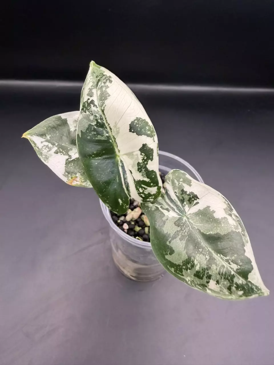 plant/Alocasia Frydek Variegates-0