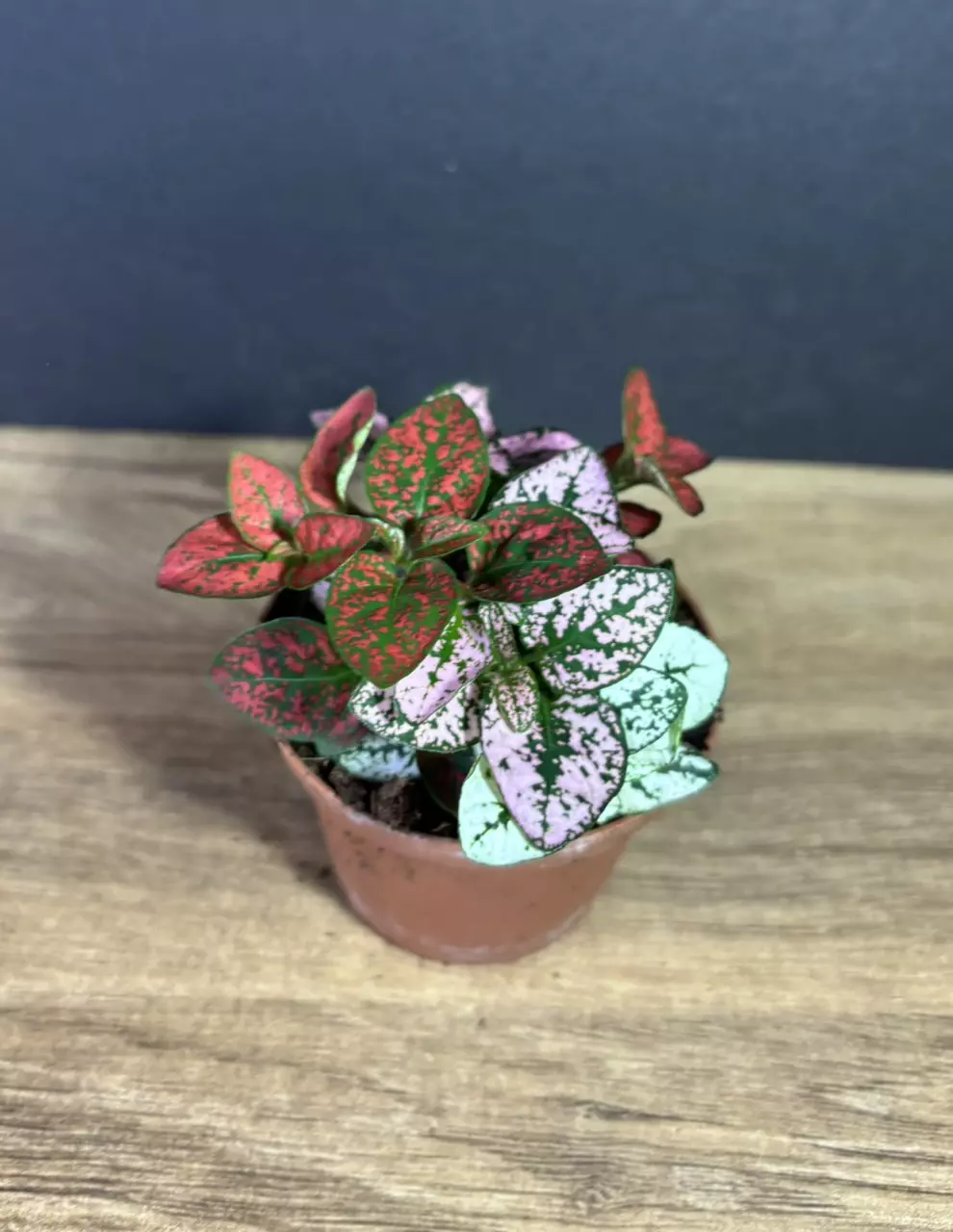 plant/Hypoestes Phyllostachya 'Polka Dot / Splash' 3” - grower’s choice-0