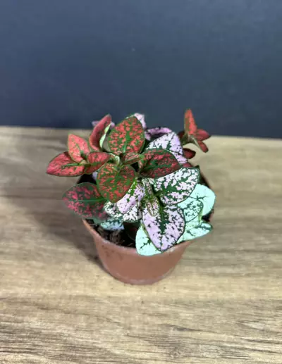 plant/Hypoestes Phyllostachya 'Polka Dot / Splash' 3” - grower’s choice-0-thumbnail