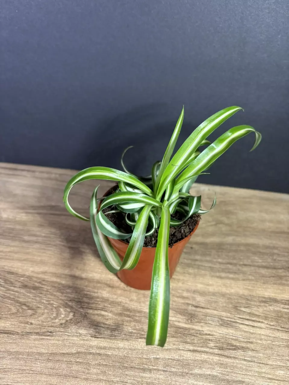plant/Bonnie Curly Spider Plant 3” - grower’s choice-1