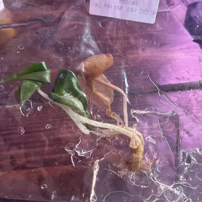 plant/Venom TC-1-thumbnail