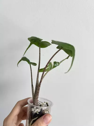 plant/Stingray albo-2-thumbnail