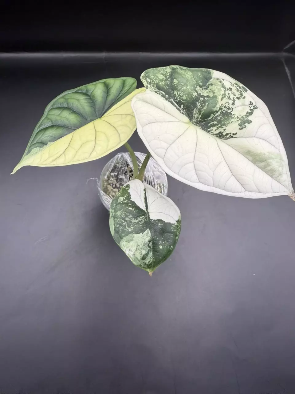 plant/Alocasia Albo Dragon Scale TC-1