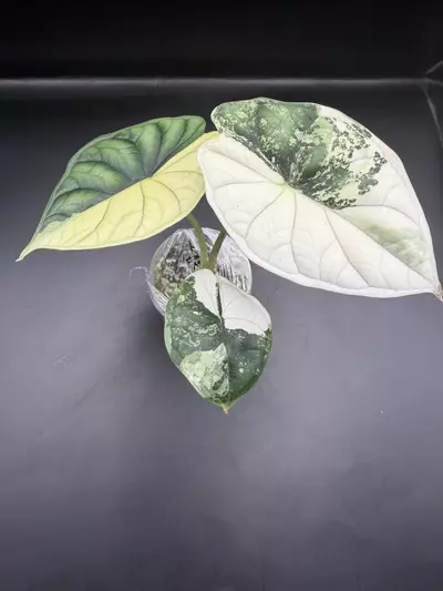 plant/Alocasia Albo Dragon Scale TC-1-thumbnail