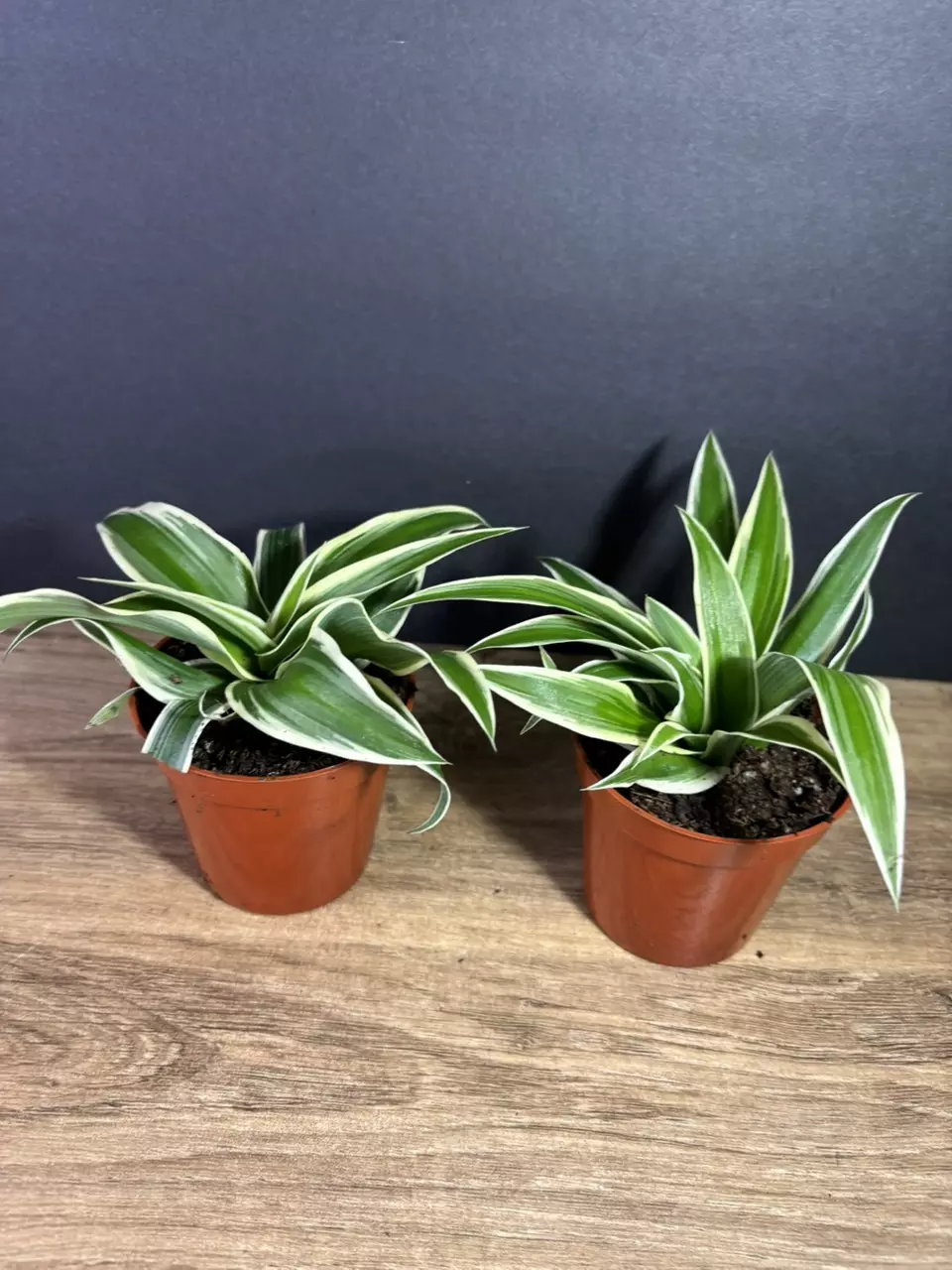 plant/Spider Plant- Outer Variegated 3” - grower’s choice-1