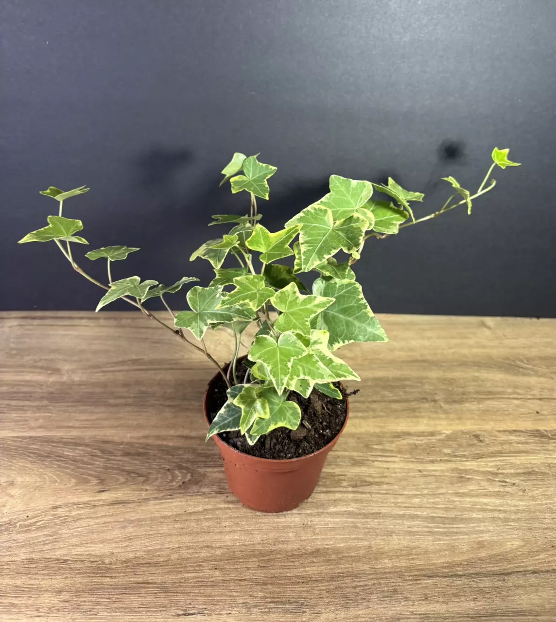 plant/Hedera Helix - English Ivy Gold 4” - grower’s choice-0