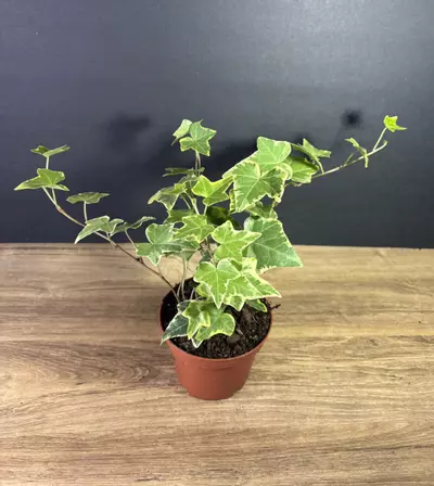 plant/Hedera Helix - English Ivy Gold 4” - grower’s choice-0-thumbnail