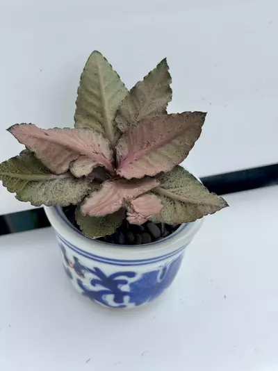 plant/Euphorbia francoisii HYBRID-2-thumbnail