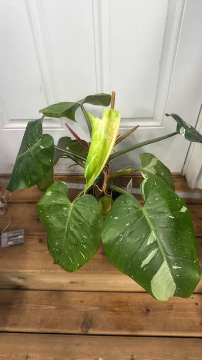 plant/Philodendron White Princess 6” 2ft-0-thumbnail
