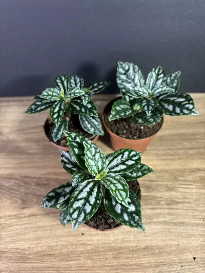 plant/Pilea Cadierei - Aluminum Plant 3” -  grower’s choice-2-thumbnail