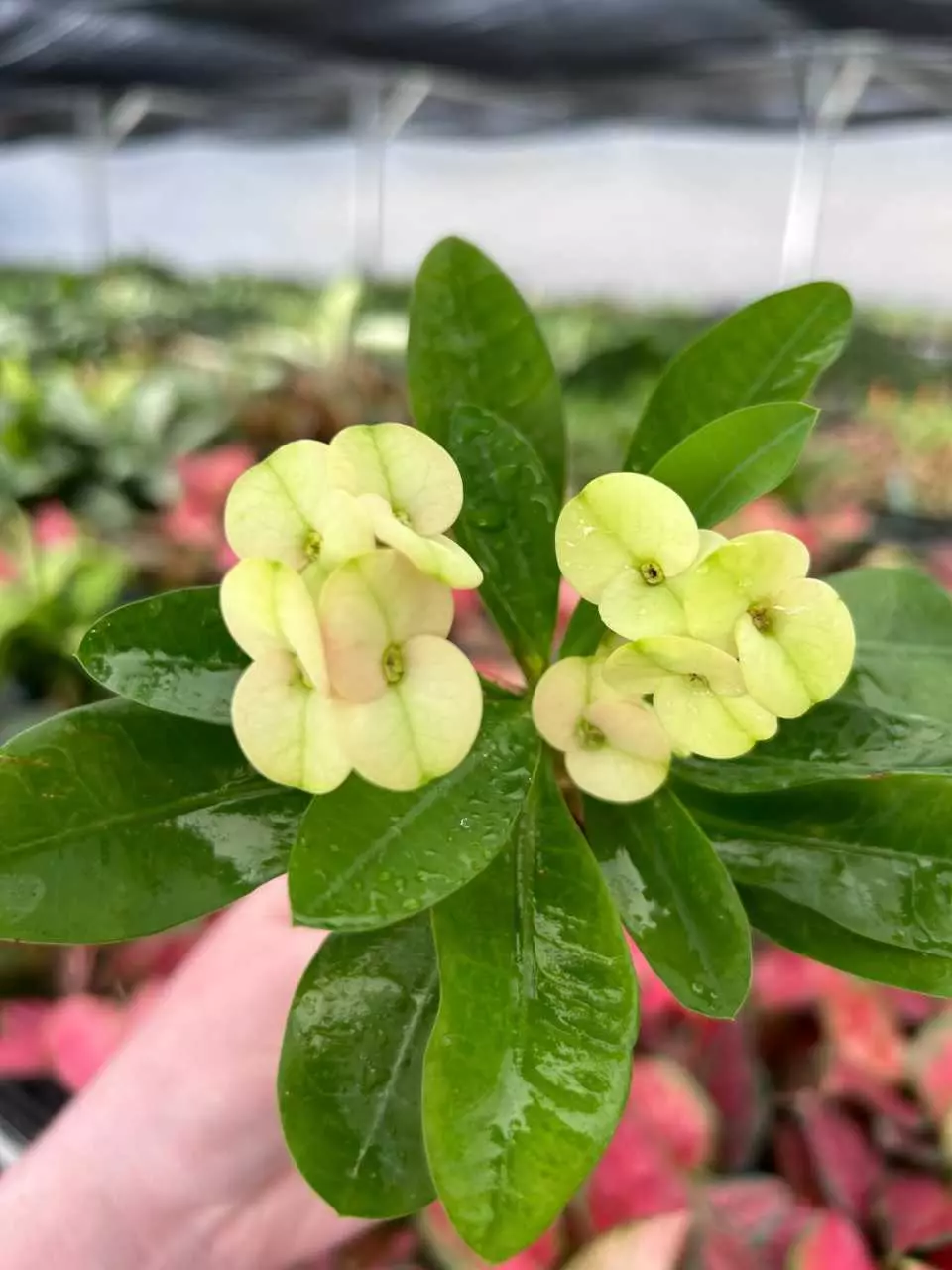 plant/Euphorbia Neptunes “Crown Of Thorns” Starter Plant Growers Choice -0