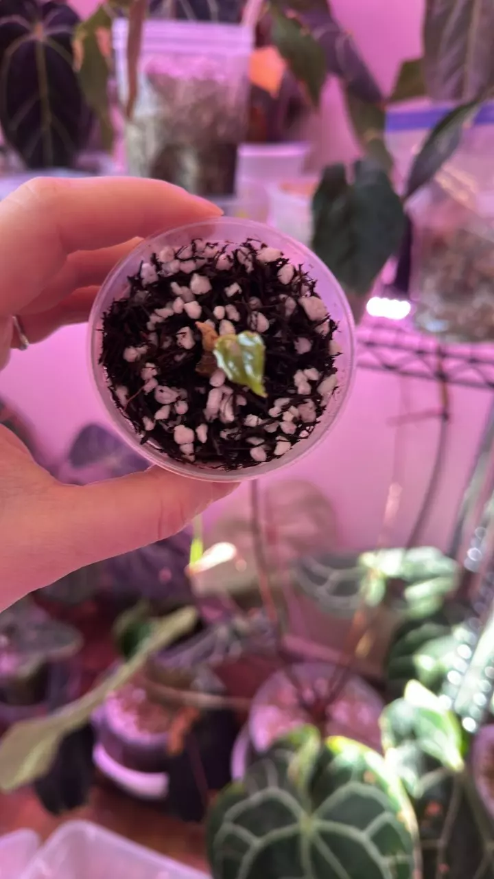 plant/Anthurium delta dawn x self middle cut-0