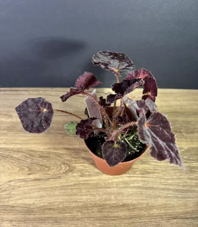 plant/Begonia 'Madame O'Reilly' 4” 2118-1-thumbnail