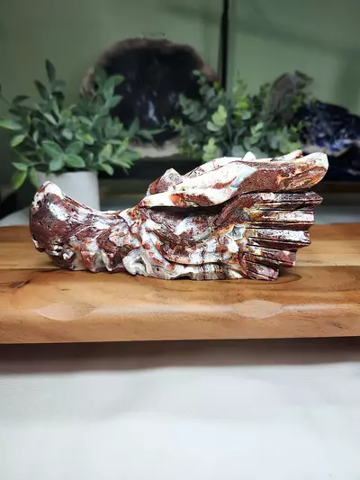 plant/Mexican Crazy Lace large dragon head-1-thumbnail