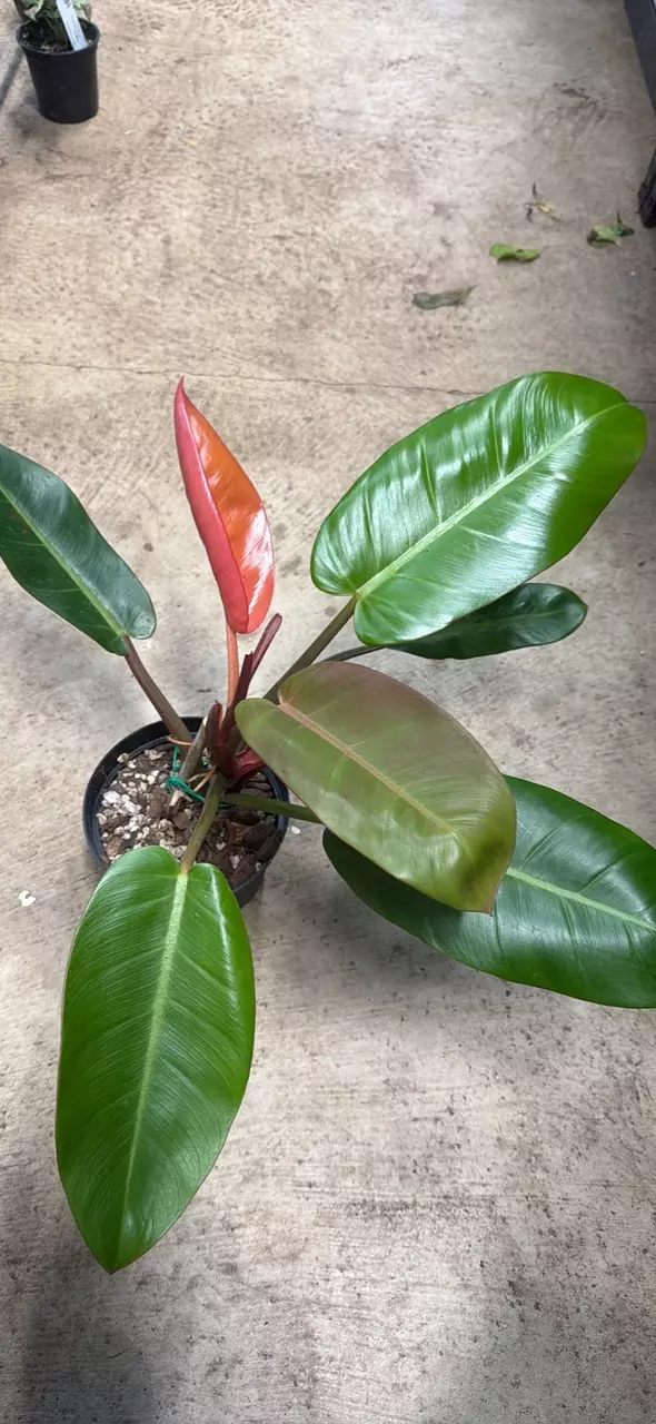 plant/Philodendron Tangerine 6”-0