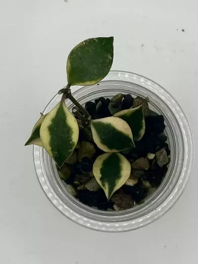 plant/Hoya Baokensis Albomarginata-0-thumbnail