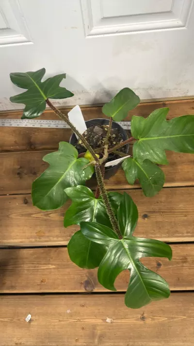 plant/Philodendron Squamiferum-0-thumbnail