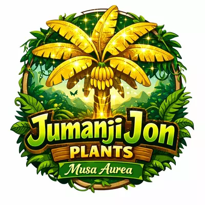 plant/Musa Aurea Banana 🍌 Tree TC-0-thumbnail