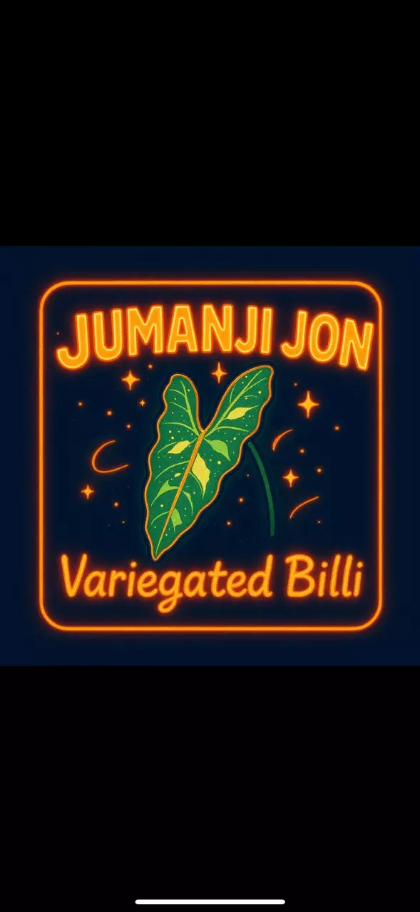 plant/Variegated Philodendron Billitiae TC-0