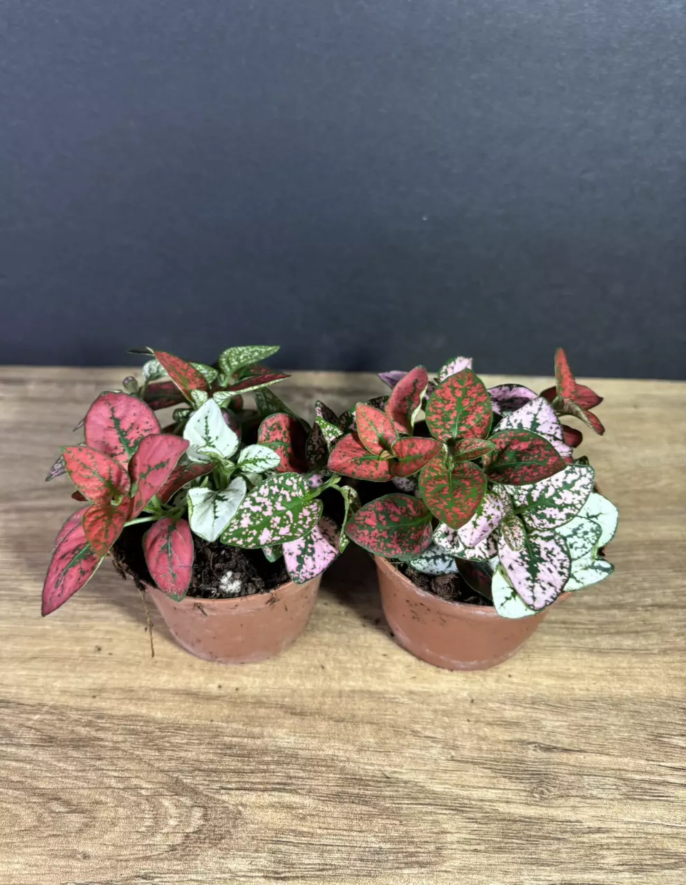 plant/Hypoestes Phyllostachya 'Polka Dot / Splash' 3” - grower’s choice-1