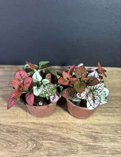 plant/Hypoestes Phyllostachya 'Polka Dot / Splash' 3” - grower’s choice-1-thumbnail