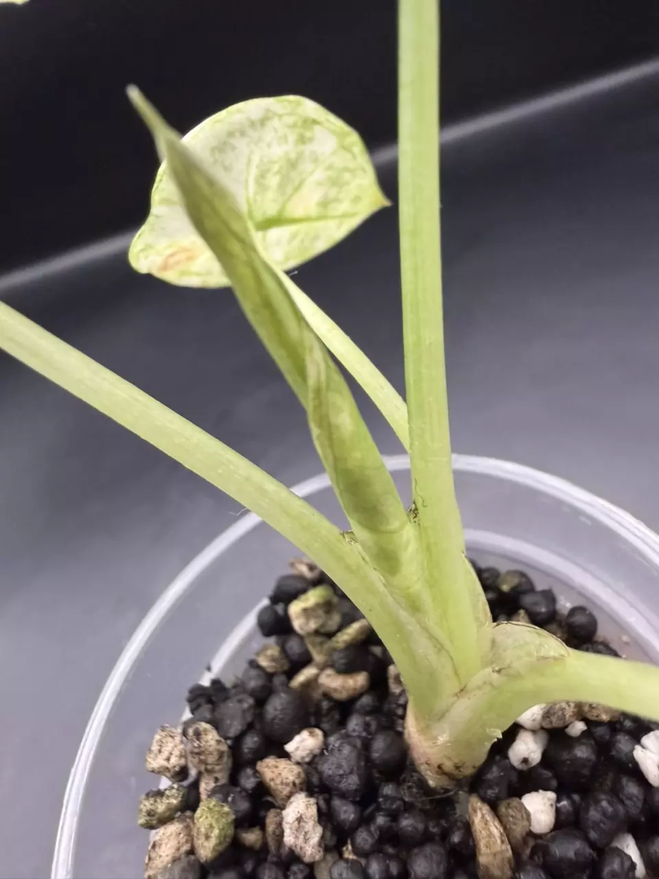 plant/Alocasia Regal Shield Albo Mint pup from corm-2