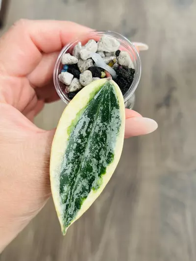 plant/🦄Hoya Rangsan Albo-1-thumbnail