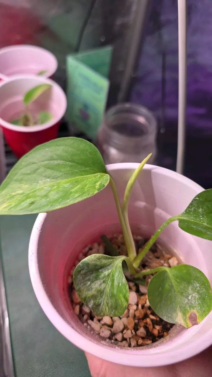 plant/Pothos pearl and jade (grower's choice)-0