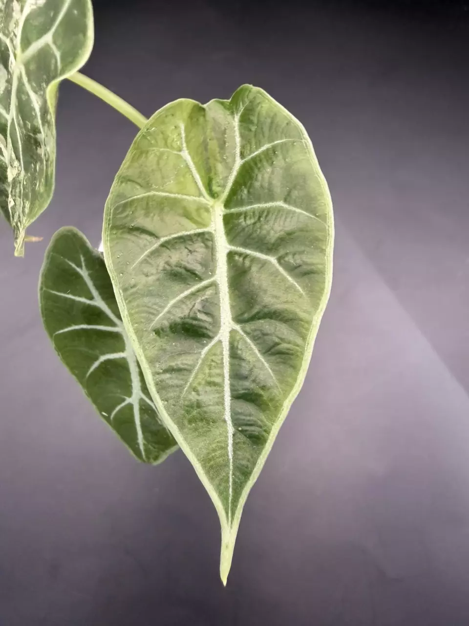 plant/Alocasia Watsoniana Variegated Pup (TC)-2