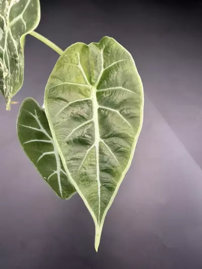 plant/Alocasia Watsoniana Variegated Pup (TC)-2-thumbnail