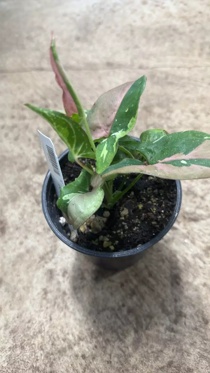 plant/Syngonium Podophyllum Frost Tricolor-1