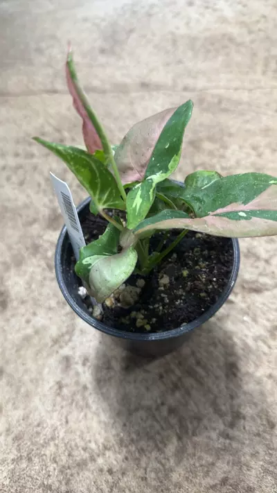 plant/Syngonium Podophyllum Frost Tricolor-1-thumbnail